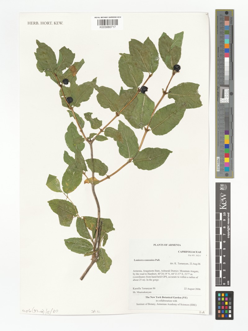 Lonicera caucasica subsp. orientalis photo 2