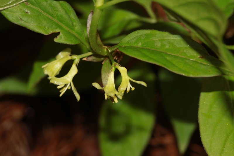 Lonicera cerasina photo 2