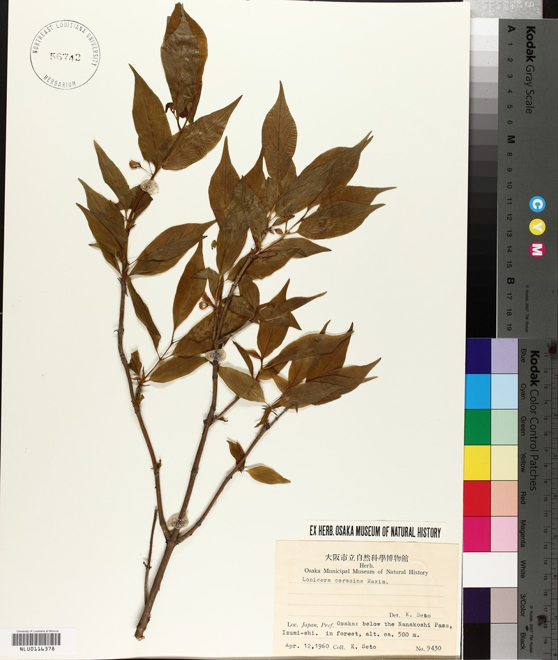 Lonicera cerasina photo 3