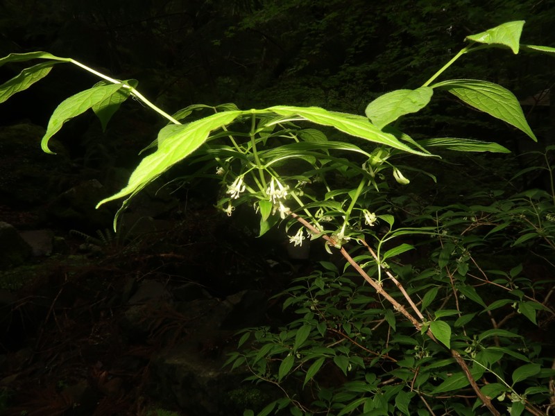 Lonicera cerasina