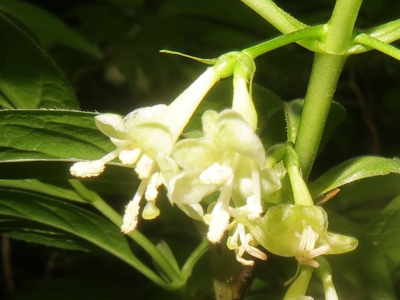 Lonicera cerasina photo 4