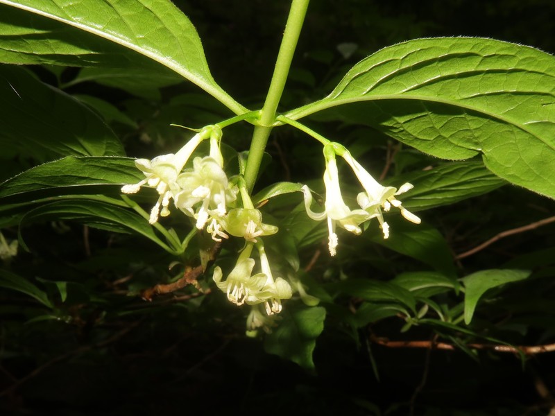 Lonicera cerasina photo 5