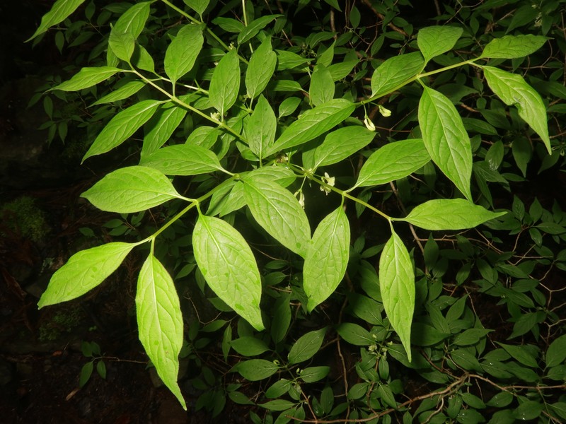 Lonicera cerasina photo 6