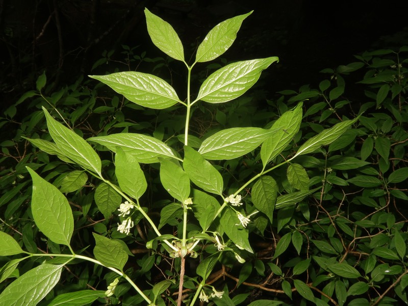 Lonicera cerasina photo 7