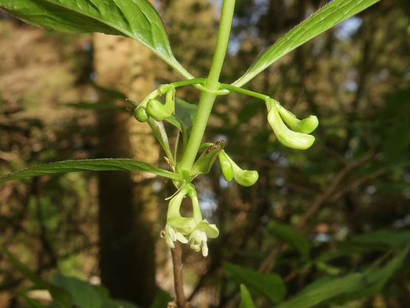 Lonicera cerasina photo 8