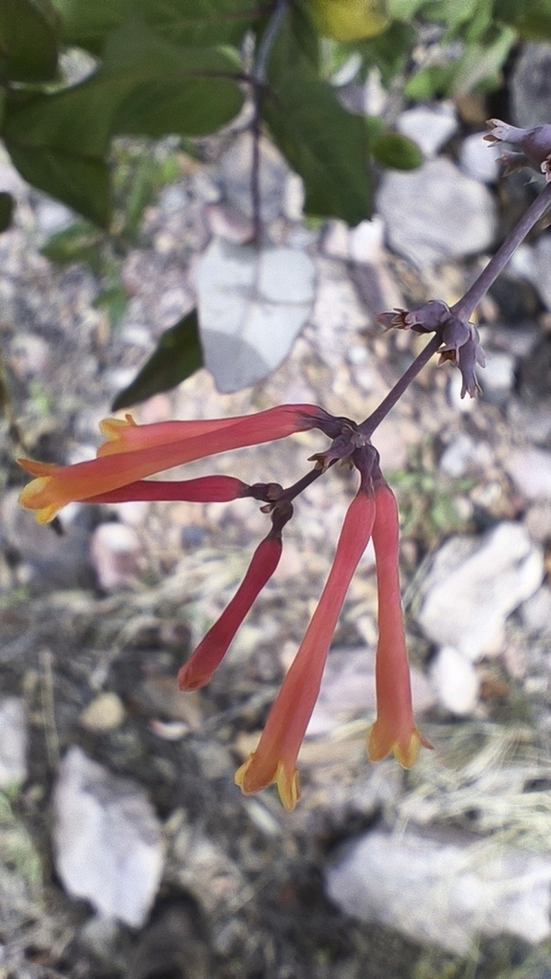 Lonicera cerviculata
