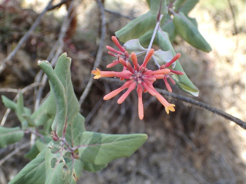 Lonicera cerviculata photo 2