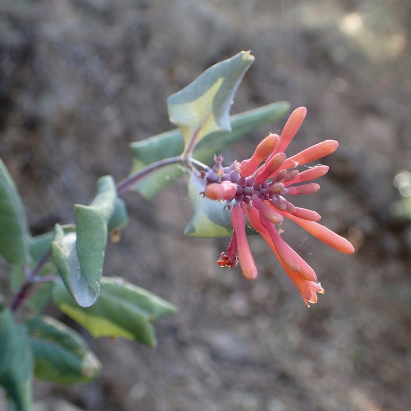 Lonicera cerviculata photo 3