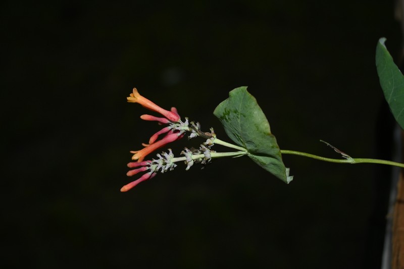 Lonicera cerviculata photo 4