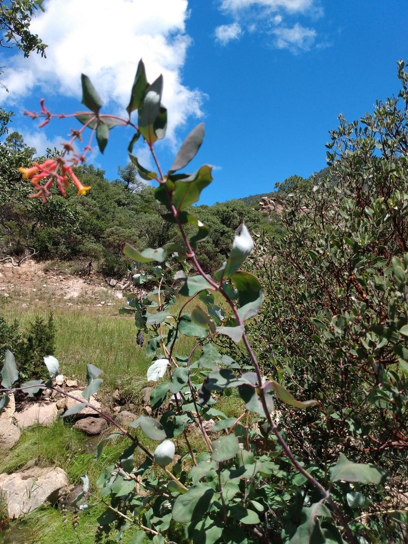 Lonicera cerviculata photo 5
