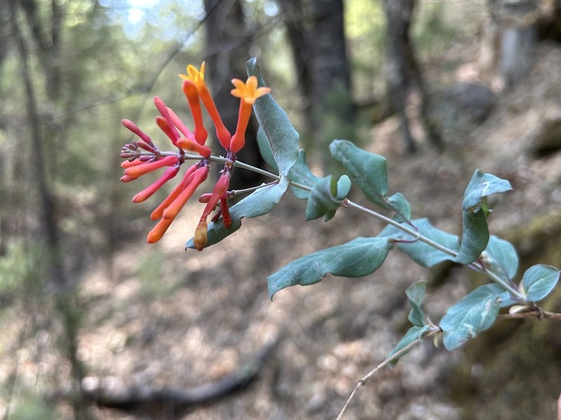 Lonicera cerviculata photo 6
