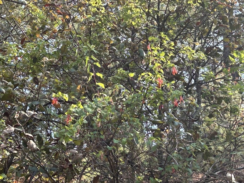 Lonicera cerviculata photo 7