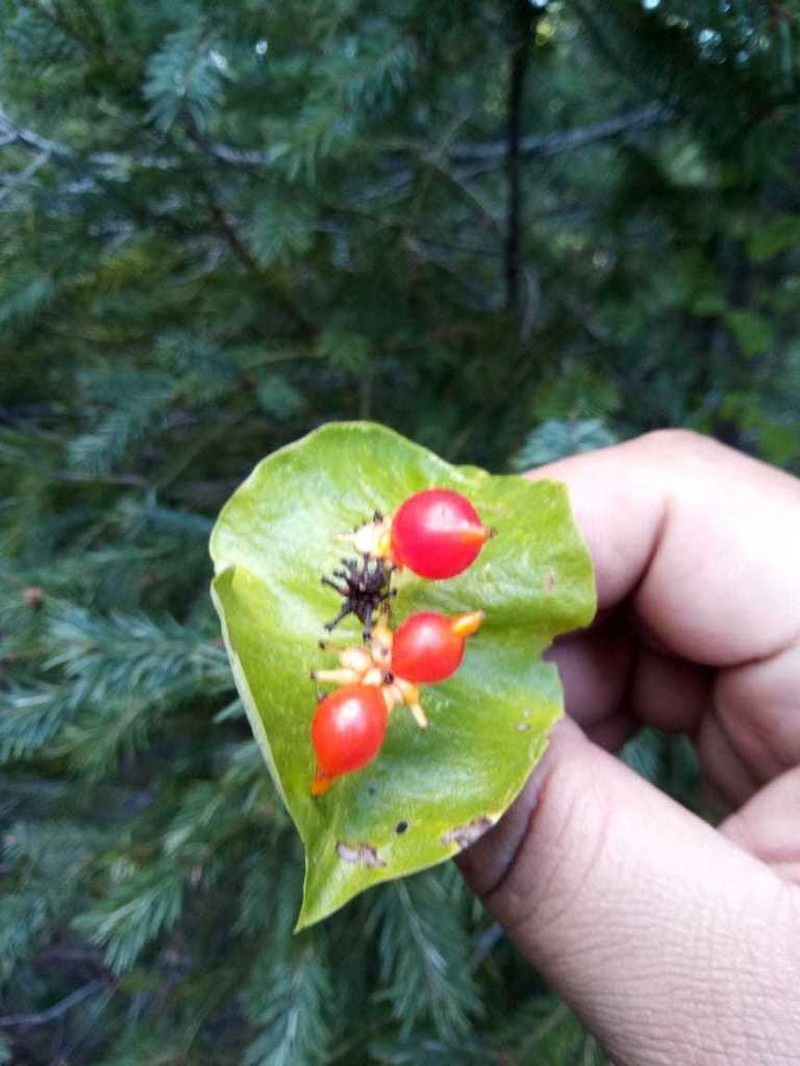 Lonicera cerviculata photo 8