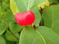 Lonicera chamissoi