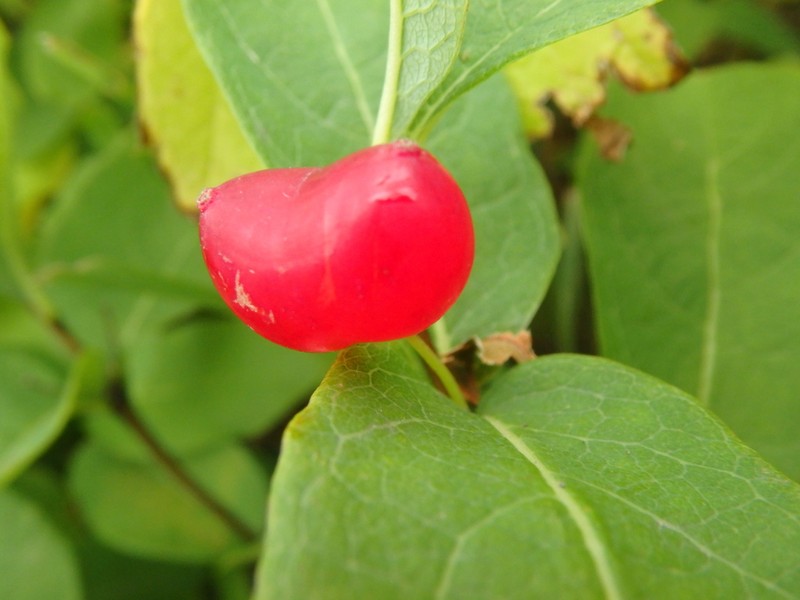 Lonicera chamissoi