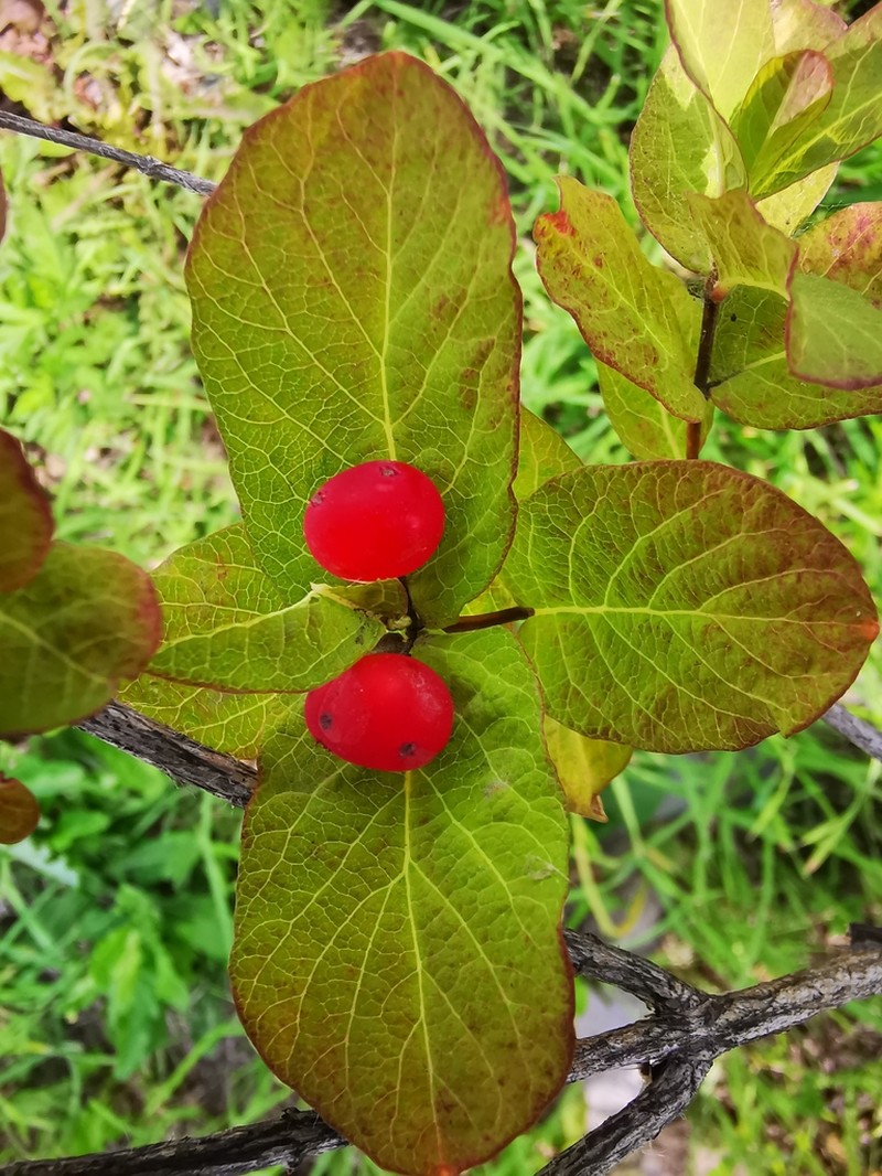 Lonicera chamissoi photo 2