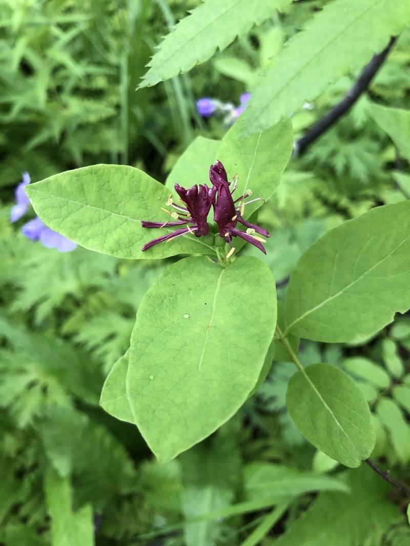 Lonicera chamissoi photo 3