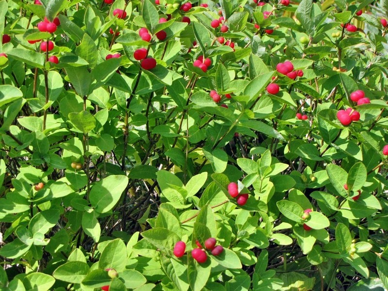 Lonicera chamissoi photo 5