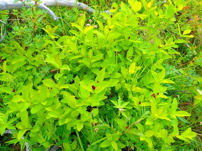 Lonicera chamissoi photo 6