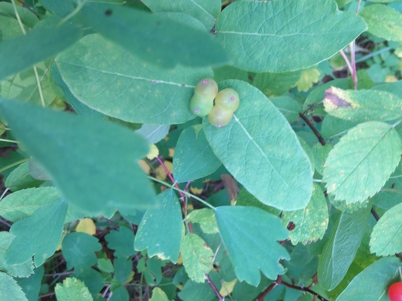 Lonicera chamissoi photo 7