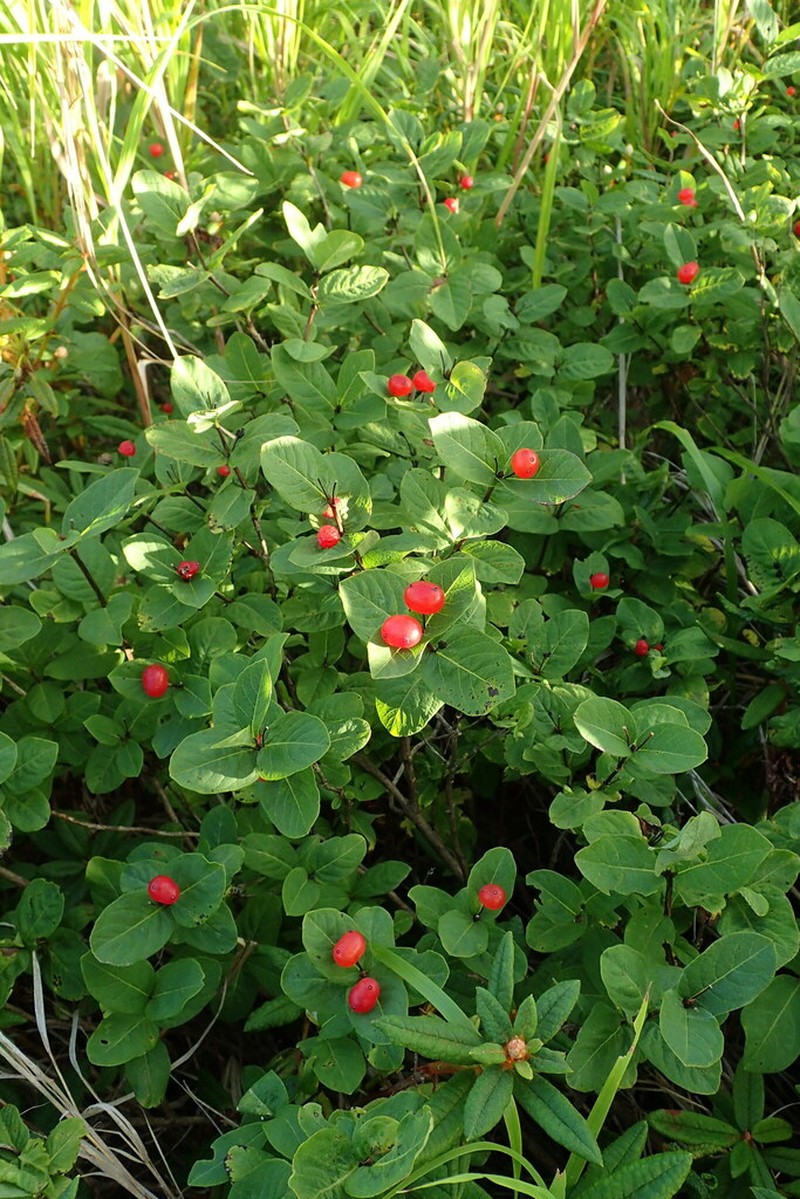 Lonicera chamissoi photo 8