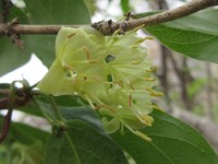 Honeysuckle