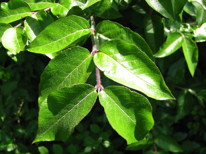 Honeysuckle photo 2