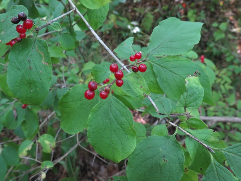 Honeysuckle photo 3