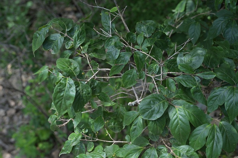 Honeysuckle photo 5