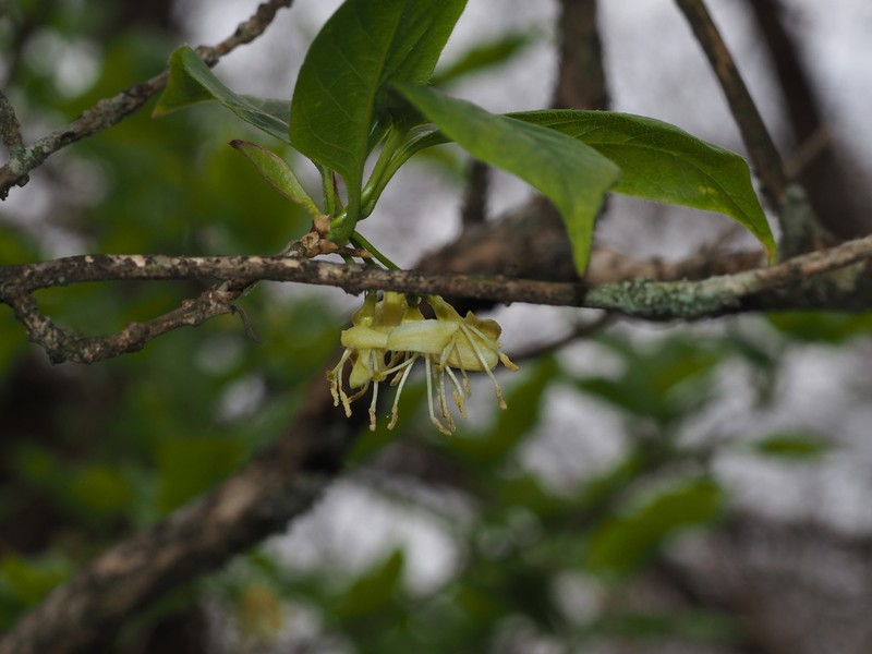Honeysuckle photo 6