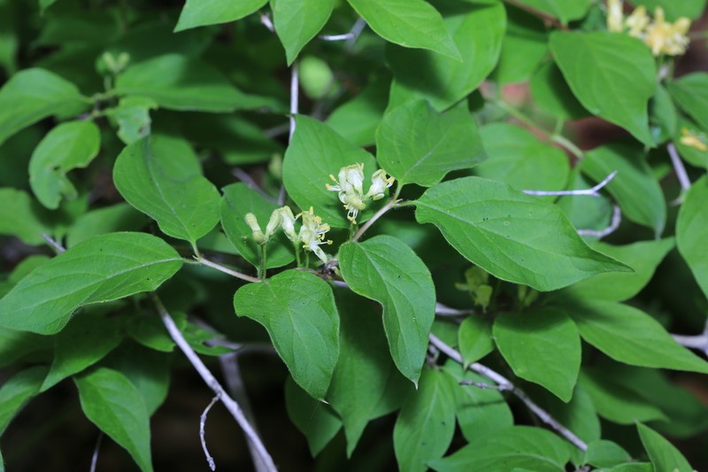Honeysuckle photo 8