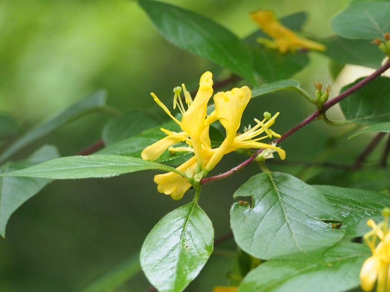 Honeysuckle photo 2