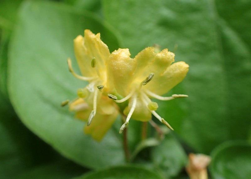 Honeysuckle