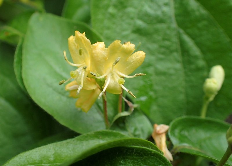 Honeysuckle photo 4