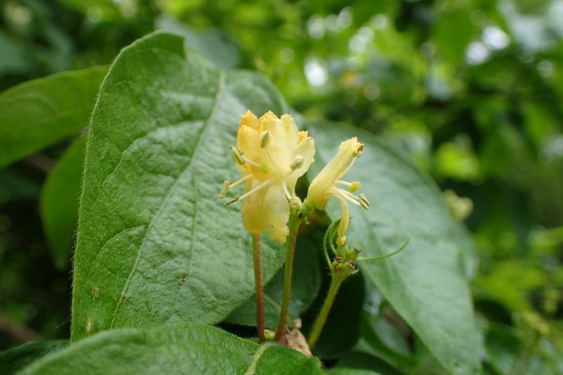 Honeysuckle photo 5
