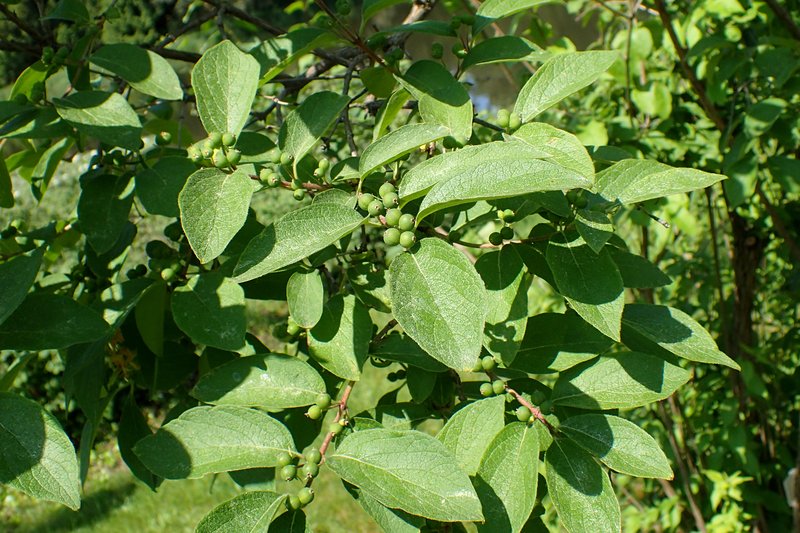 Honeysuckle photo 6