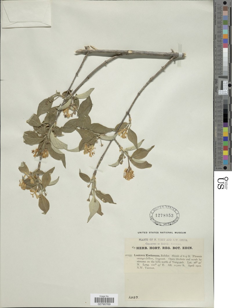 Lonicera chrysantha var. koehneana