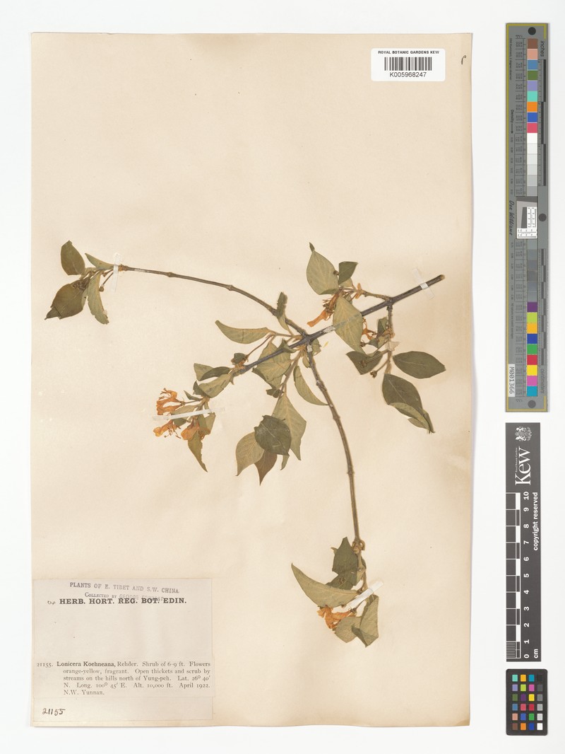 Lonicera chrysantha var. koehneana photo 2