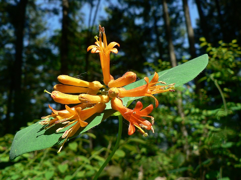 Orange Honeysuckle photo 6
