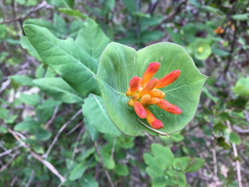 Orange Honeysuckle photo 4