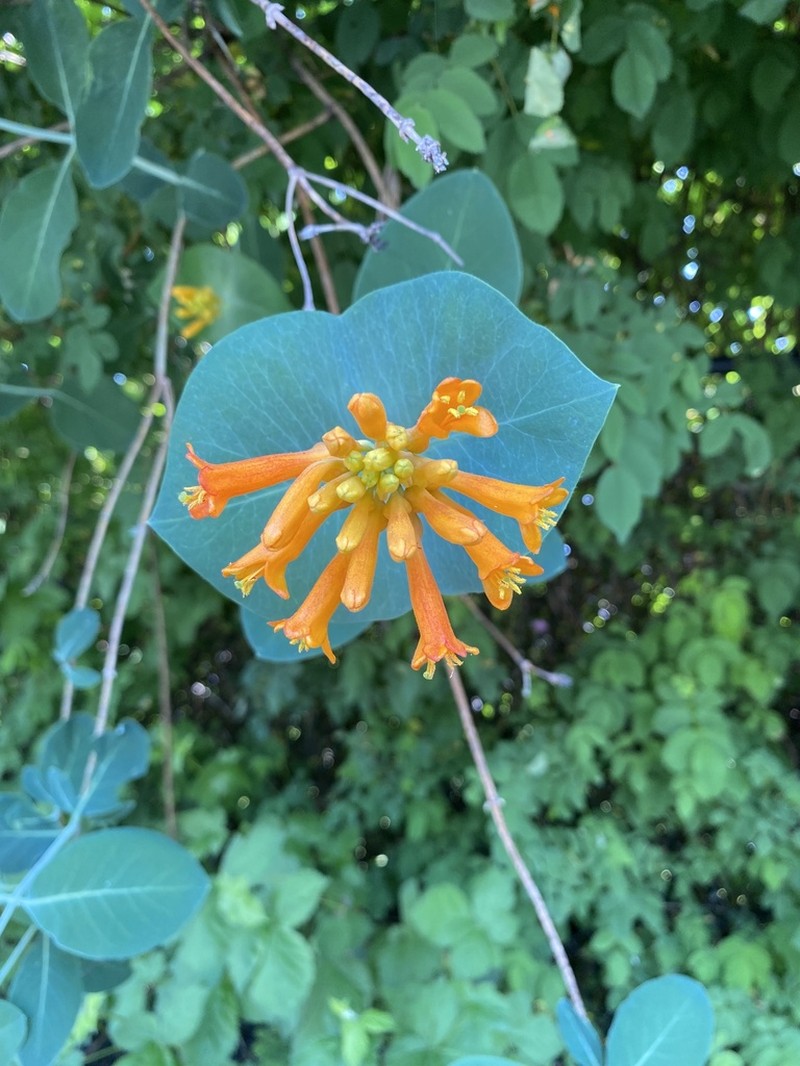 Orange Honeysuckle photo 5