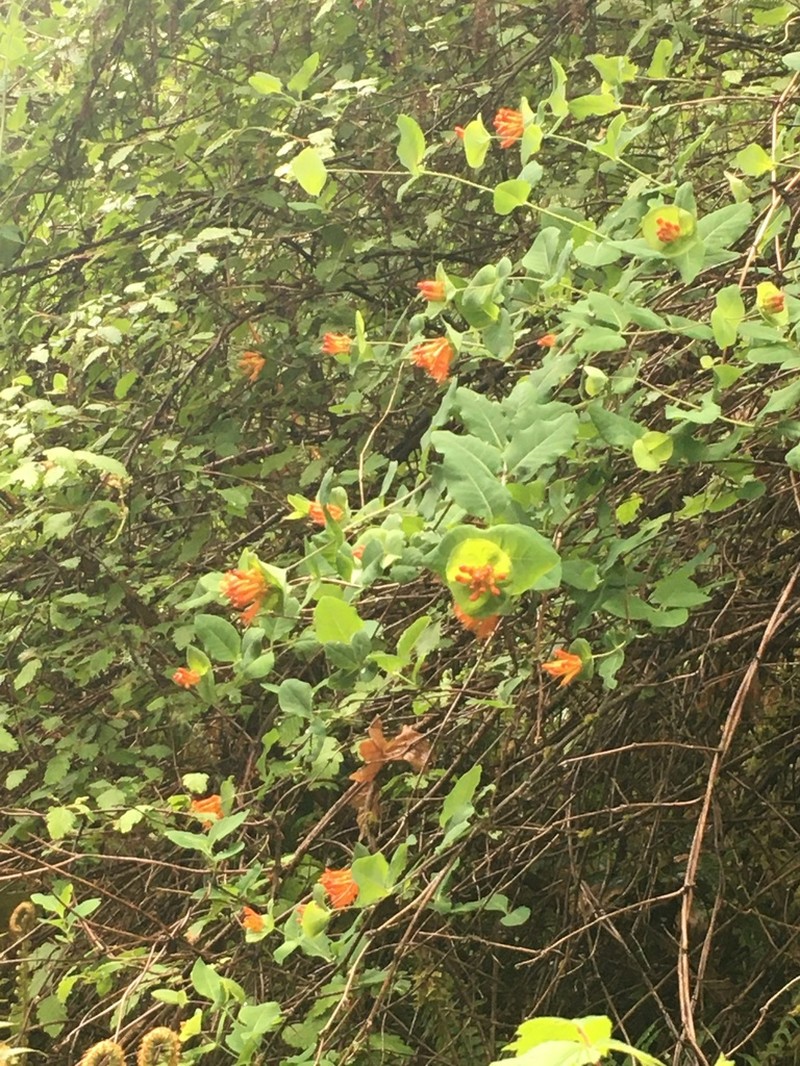 Orange Honeysuckle photo 7