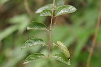 Lonicera confusa