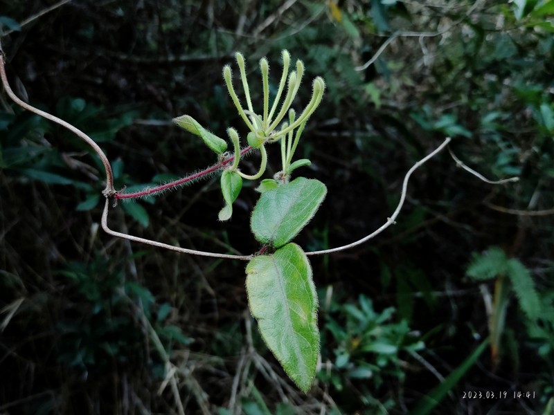 Lonicera confusa photo 2