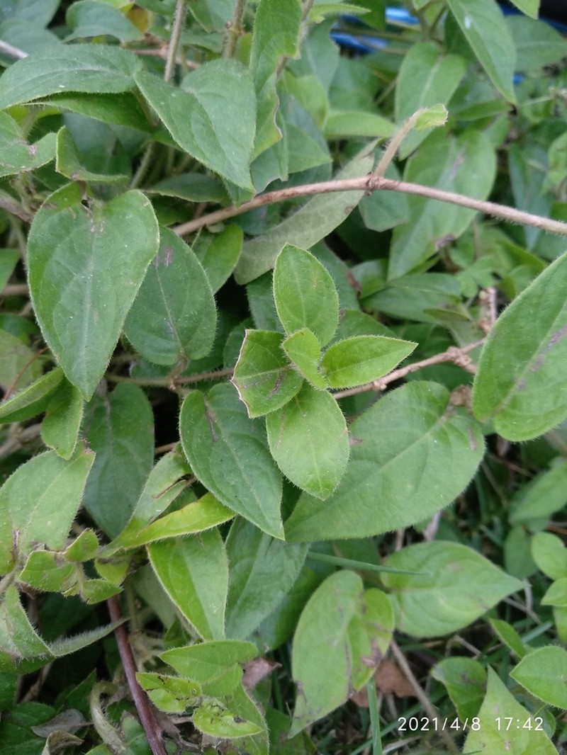 Lonicera confusa photo 3