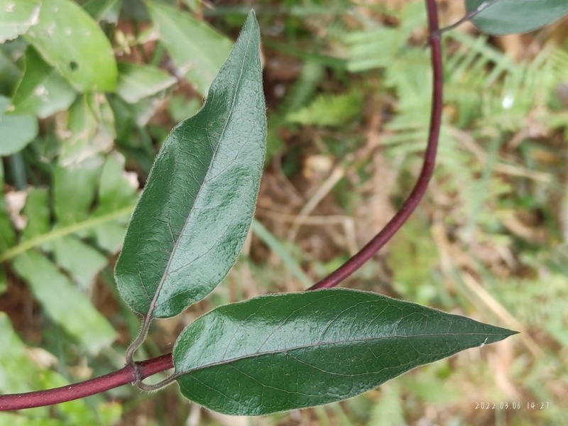 Lonicera confusa photo 4