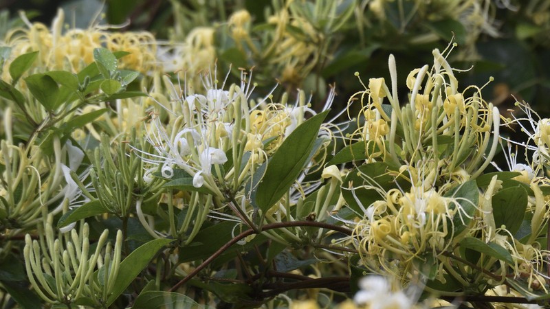 Lonicera confusa photo 5