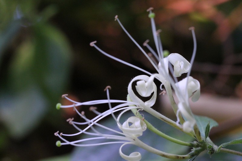 Lonicera confusa photo 6