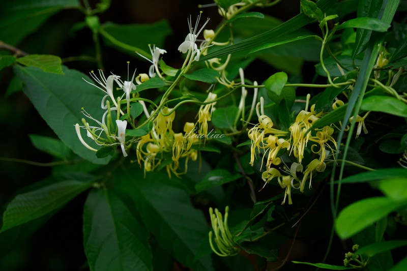 Lonicera confusa photo 7