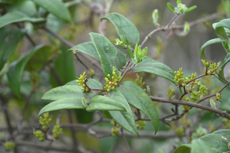 Lonicera confusa photo 8